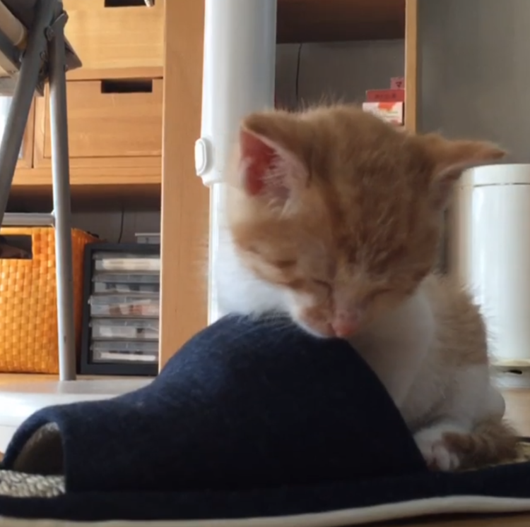 動物,犬,猫,しつけ,飼い方,育て方,病気,健康