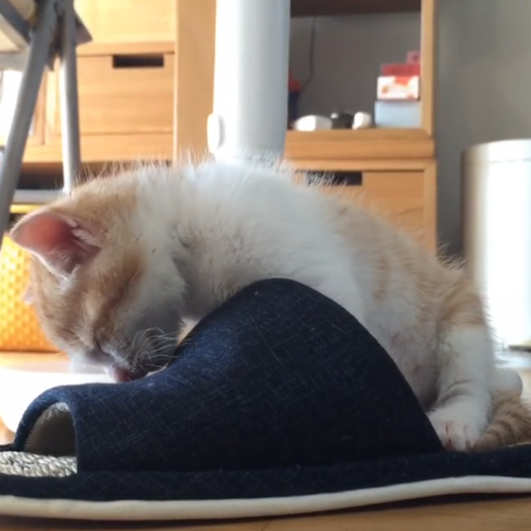 動物,犬,猫,しつけ,飼い方,育て方,病気,健康