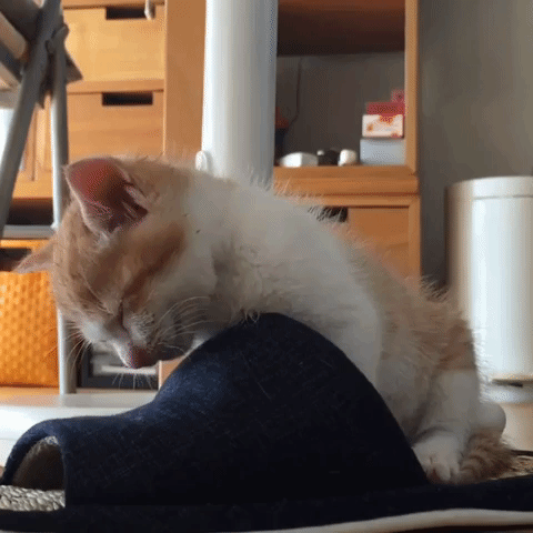 動物,犬,猫,しつけ,飼い方,育て方,病気,健康