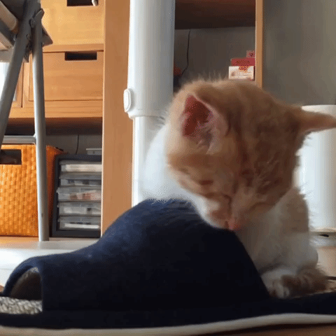 動物,犬,猫,しつけ,飼い方,育て方,病気,健康