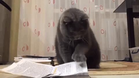 動物,犬,猫,しつけ,飼い方,育て方,病気,健康