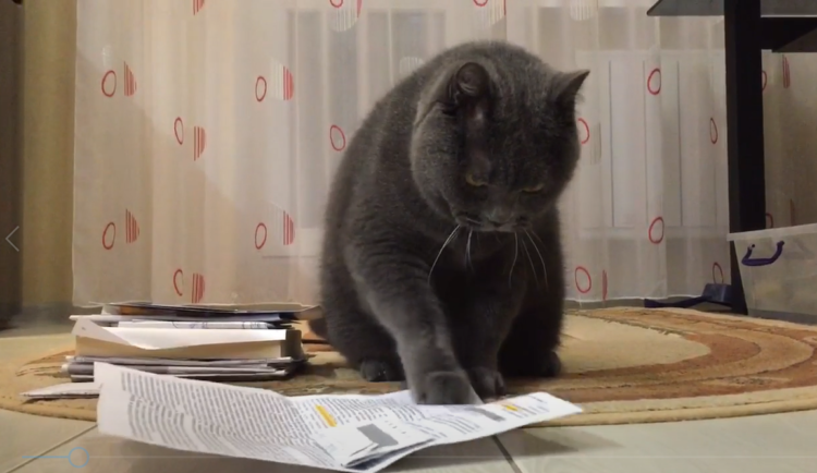 動物,犬,猫,しつけ,飼い方,育て方,病気,健康