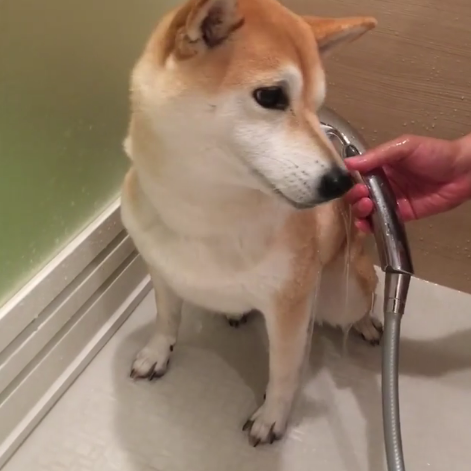 動物,犬,猫,しつけ,飼い方,育て方,病気,健康