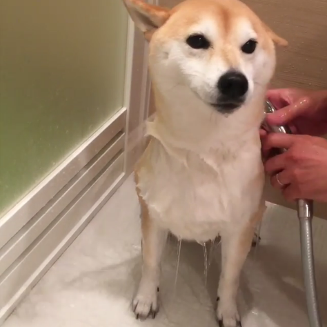 動物,犬,猫,しつけ,飼い方,育て方,病気,健康