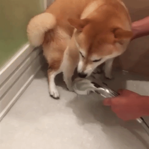 動物,犬,猫,しつけ,飼い方,育て方,病気,健康