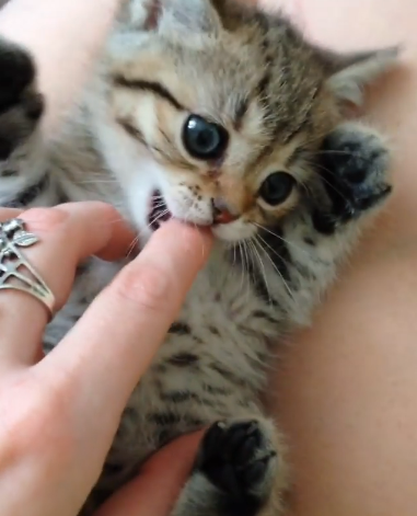 動物,犬,猫,しつけ,飼い方,育て方,病気,健康