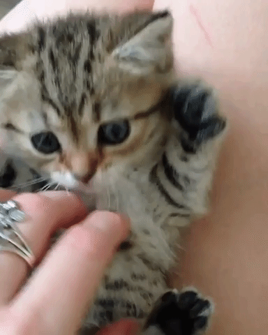 動物,犬,猫,しつけ,飼い方,育て方,病気,健康