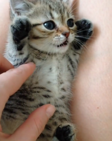 動物,犬,猫,しつけ,飼い方,育て方,病気,健康