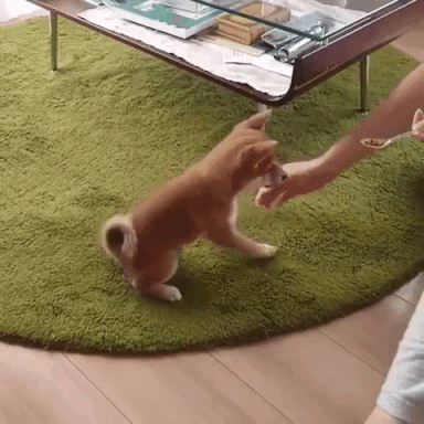 動物,犬,猫,しつけ,飼い方,育て方,病気,健康
