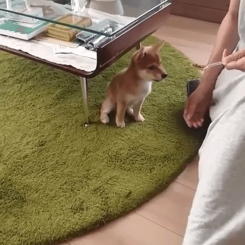 動物,犬,猫,しつけ,飼い方,育て方,病気,健康