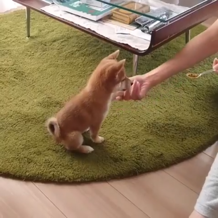 動物,犬,猫,しつけ,飼い方,育て方,病気,健康