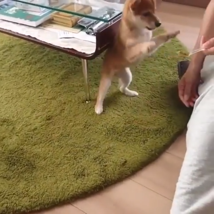 動物,犬,猫,しつけ,飼い方,育て方,病気,健康