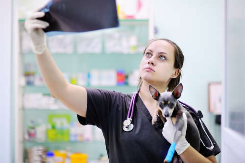 動物,犬,猫,しつけ,飼い方,育て方,病気,健康
