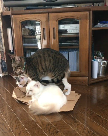 動物,犬,猫,しつけ,飼い方,育て方,病気,健康
