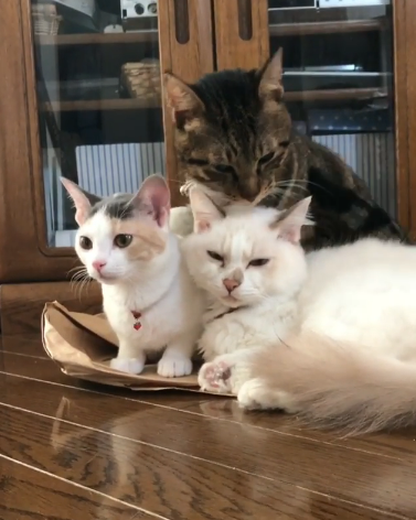 動物,犬,猫,しつけ,飼い方,育て方,病気,健康