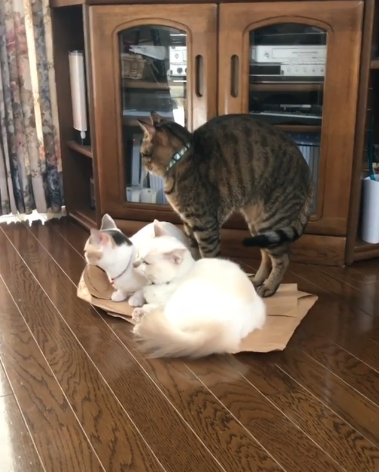 動物,犬,猫,しつけ,飼い方,育て方,病気,健康