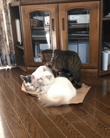 動物,犬,猫,しつけ,飼い方,育て方,病気,健康