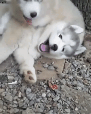 動物,犬,猫,しつけ,飼い方,育て方,病気,健康