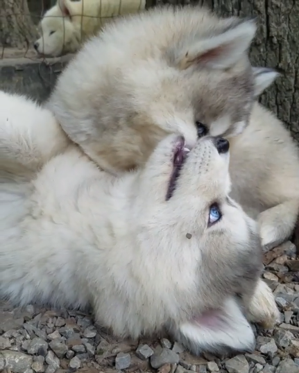 動物,犬,猫,しつけ,飼い方,育て方,病気,健康
