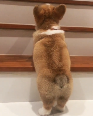 動物,犬,猫,しつけ,飼い方,育て方,病気,健康