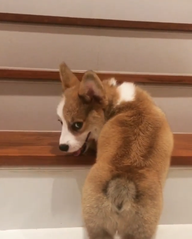 動物,犬,猫,しつけ,飼い方,育て方,病気,健康