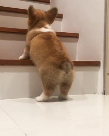 動物,犬,猫,しつけ,飼い方,育て方,病気,健康