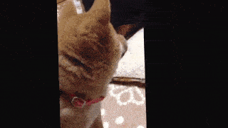 動物,犬,猫,しつけ,飼い方,育て方,病気,健康