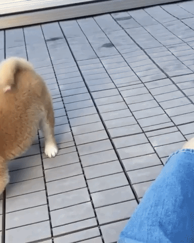 動物,犬,猫,しつけ,飼い方,育て方,病気,健康