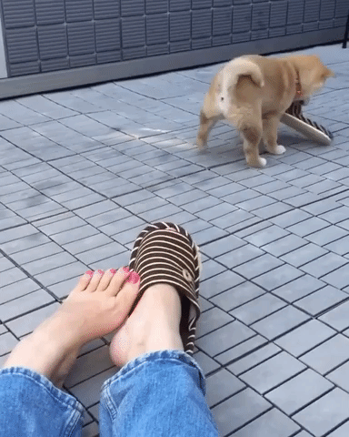 動物,犬,猫,しつけ,飼い方,育て方,病気,健康