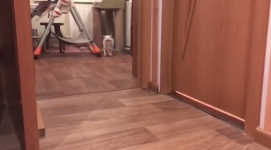 動物,犬,猫,しつけ,飼い方,育て方,病気,健康