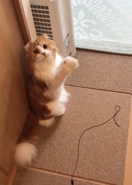 動物,犬,猫,しつけ,飼い方,育て方,病気,健康