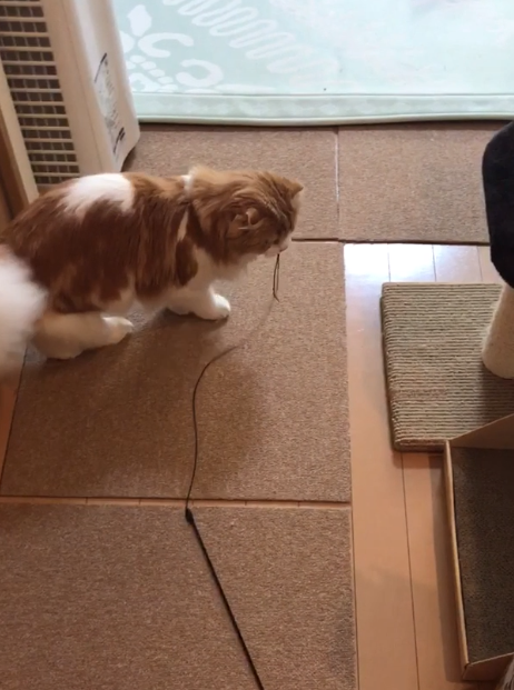 動物,犬,猫,しつけ,飼い方,育て方,病気,健康