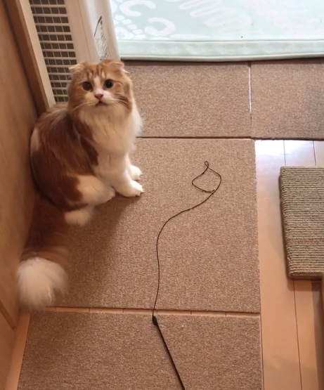 動物,犬,猫,しつけ,飼い方,育て方,病気,健康