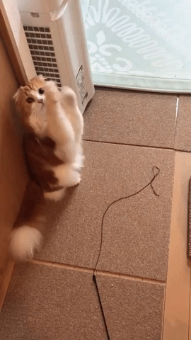 動物,犬,猫,しつけ,飼い方,育て方,病気,健康