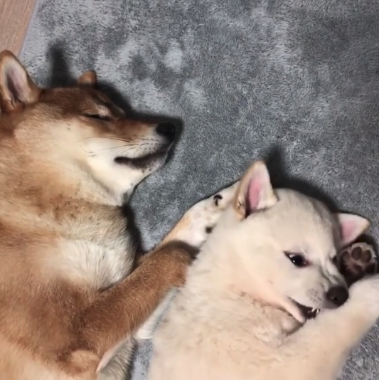 動物,犬,猫,しつけ,飼い方,育て方,病気,健康