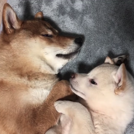 動物,犬,猫,しつけ,飼い方,育て方,病気,健康