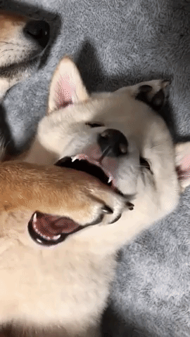 動物,犬,猫,しつけ,飼い方,育て方,病気,健康