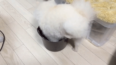 動物,犬,猫,しつけ,飼い方,育て方,病気,健康
