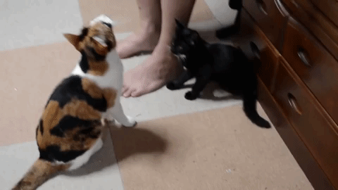 動物,犬,猫,しつけ,飼い方,育て方,病気,健康