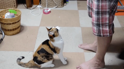 動物,犬,猫,しつけ,飼い方,育て方,病気,健康