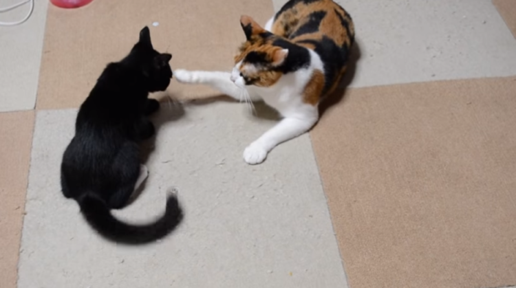 動物,犬,猫,しつけ,飼い方,育て方,病気,健康