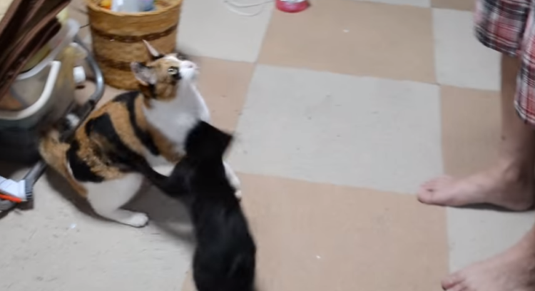動物,犬,猫,しつけ,飼い方,育て方,病気,健康