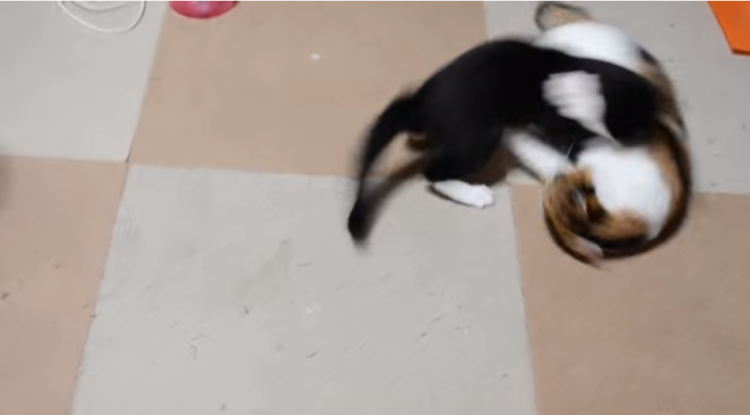 動物,犬,猫,しつけ,飼い方,育て方,病気,健康