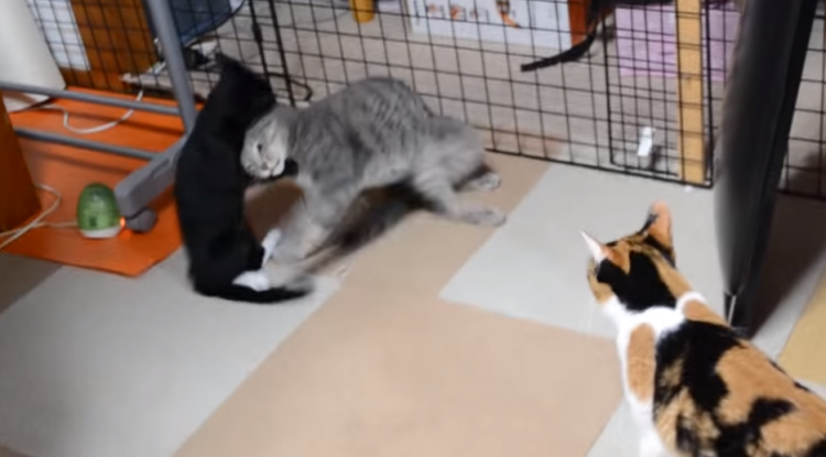 動物,犬,猫,しつけ,飼い方,育て方,病気,健康