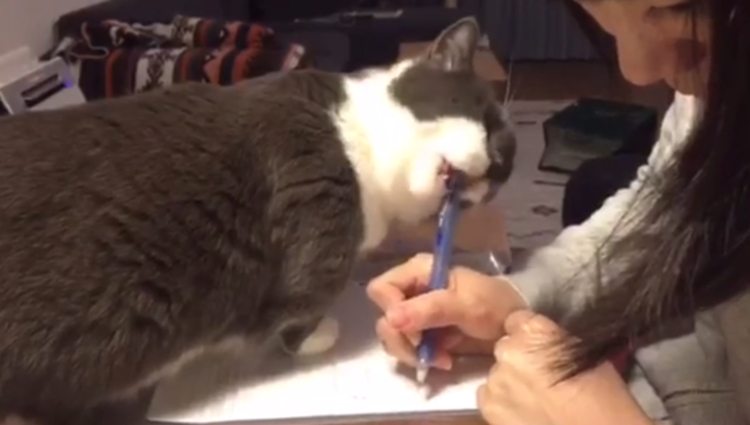 動物,犬,猫,しつけ,飼い方,育て方,病気,健康