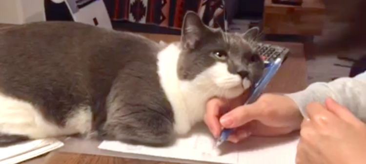 飼い主さんに甘えたいニャンコ。その『構ってアピール』の破壊力がスゴかった( ;∀;)♡