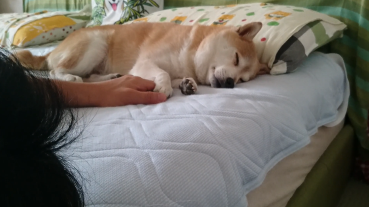 動物,犬,猫,しつけ,飼い方,育て方,病気,健康