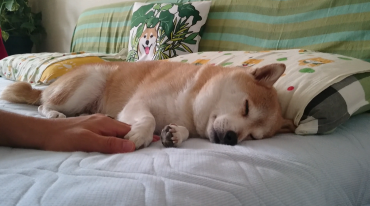 動物,犬,猫,しつけ,飼い方,育て方,病気,健康