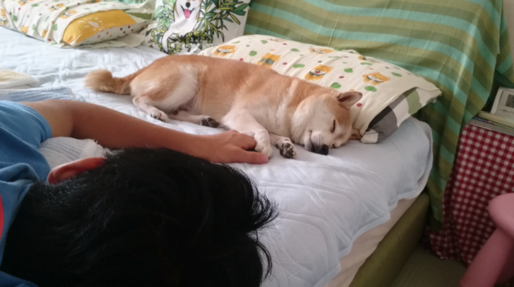 動物,犬,猫,しつけ,飼い方,育て方,病気,健康