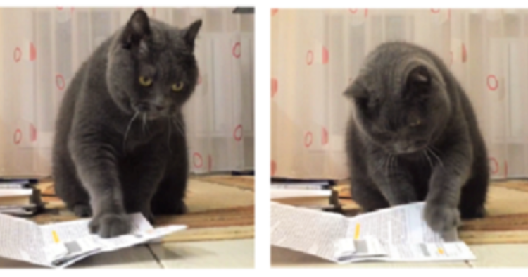 【これ何だニャ?】目の前の紙がどうしても気になる猫。肉球のペシペシが、止められなくなって…♡